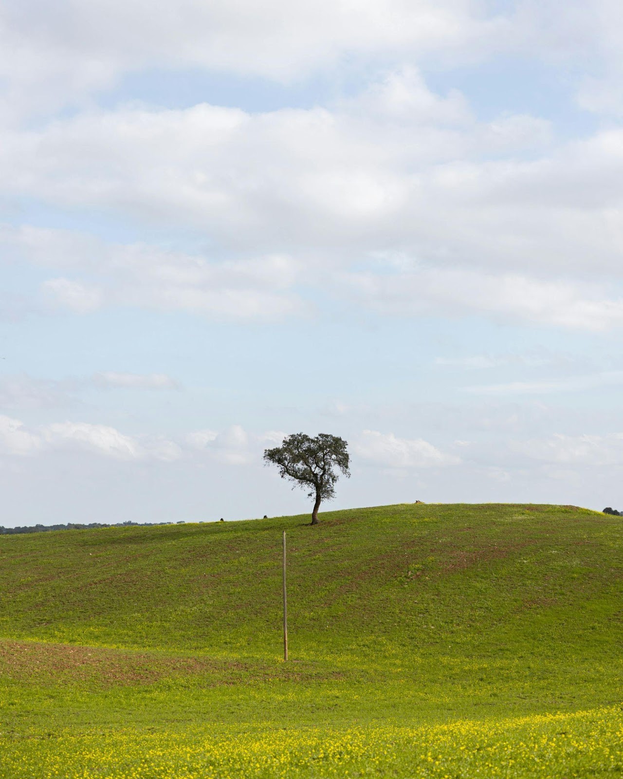 Lone Tree on a Hillside
